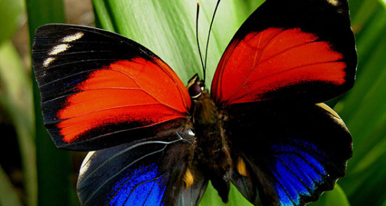 hermosa-mariposa-en-chanchamayo